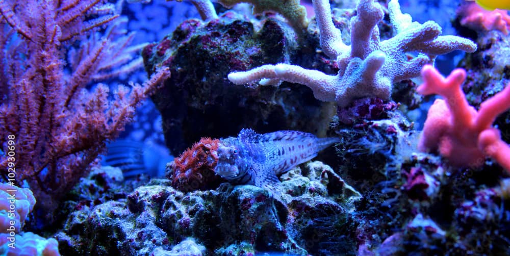 Algae blenny (Salarias fasciatus) 