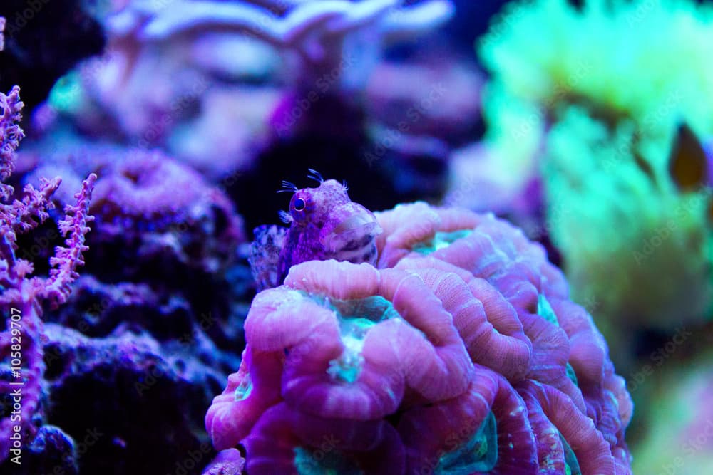 Algae Blenny is hiding behind coral