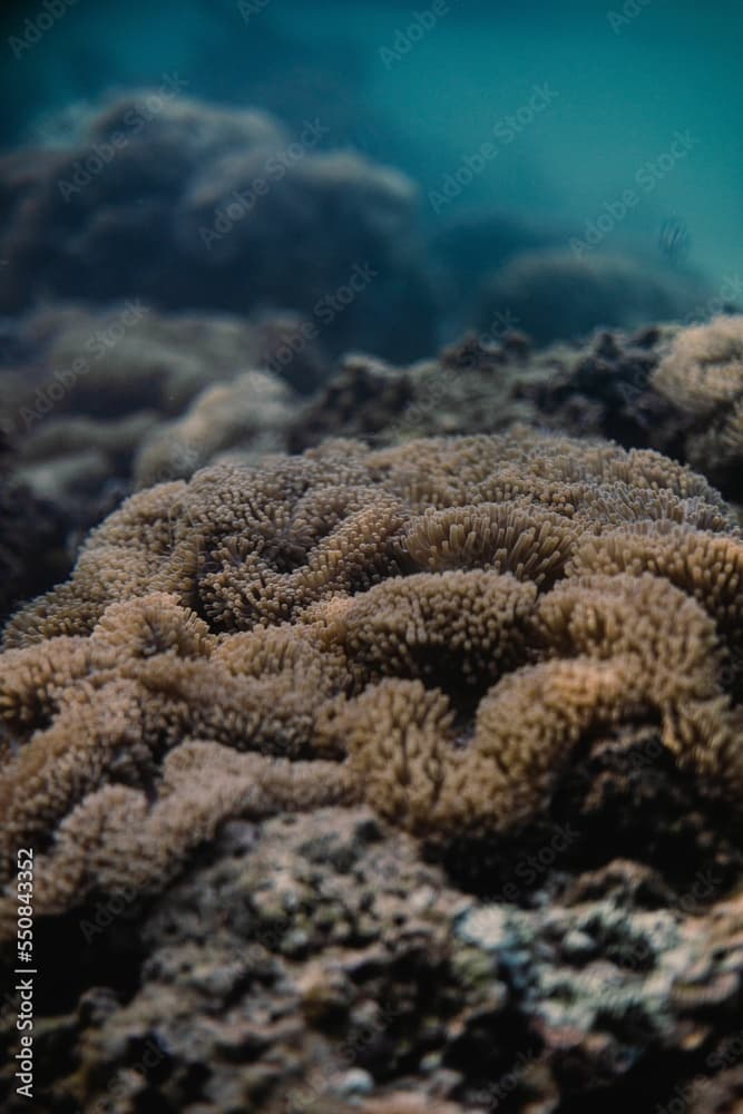 Closeup shot of a giant carpet anemone species of sea anemone in the clear water