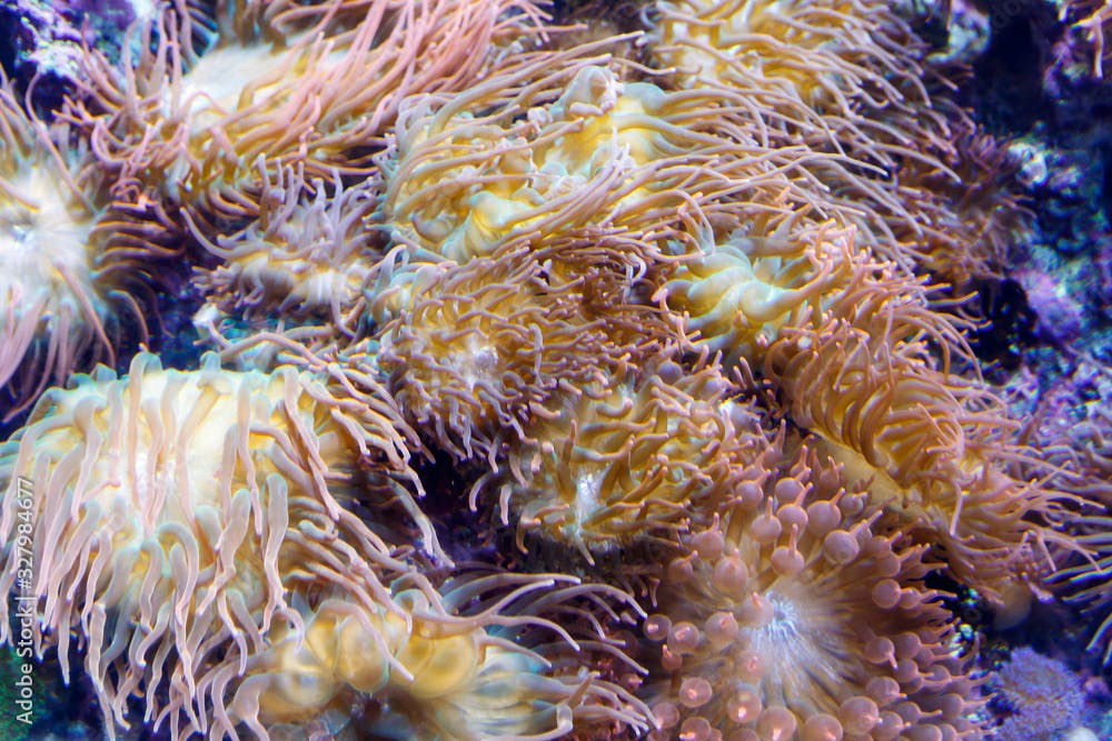 Giant Carpet Anemone, Heteractis Magnifica, Marine biology, Sea anemone