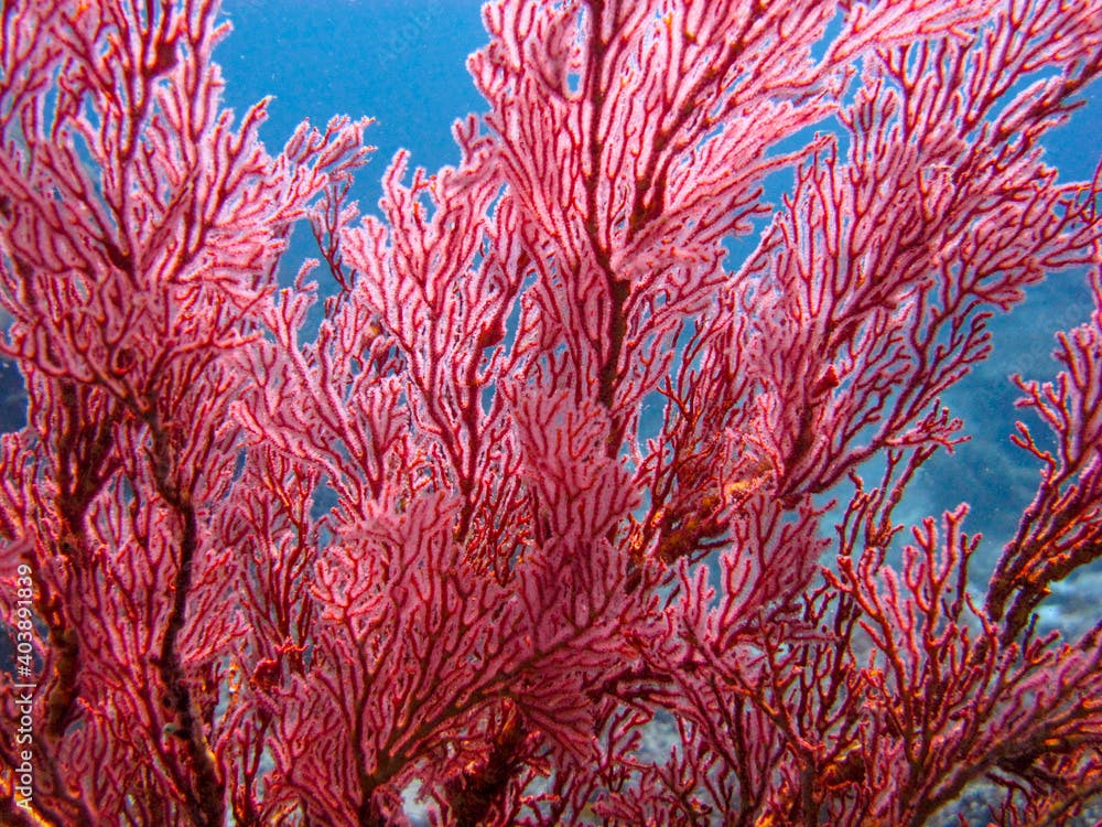 Close-up of Red Melithaea sea fan gorgonian coral