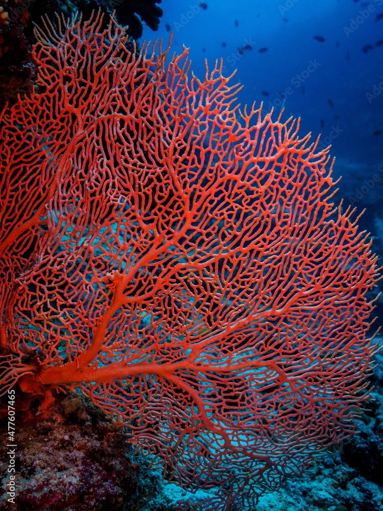 Gorgonian sea fan of Maldives