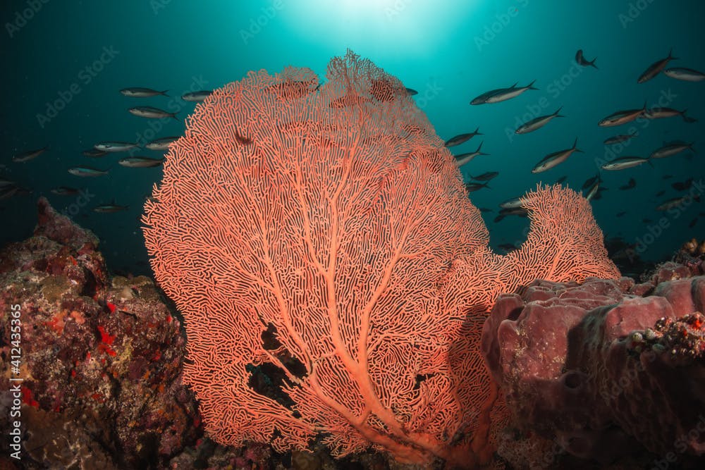 Underwater photography, coral reefs. Colorful gorgonian sea fan coral in deep blue water, surrounded by small schooling fish