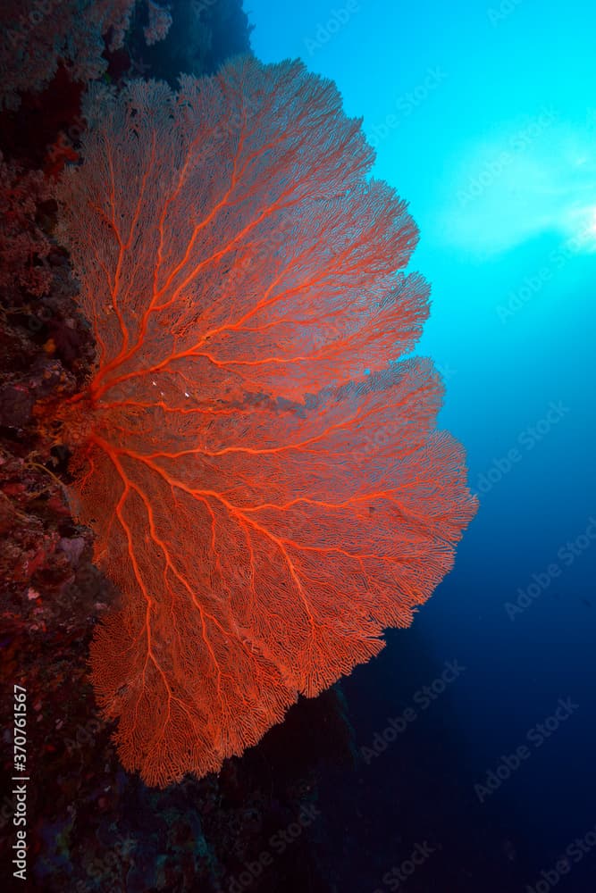 Diving Palau Sea Fan