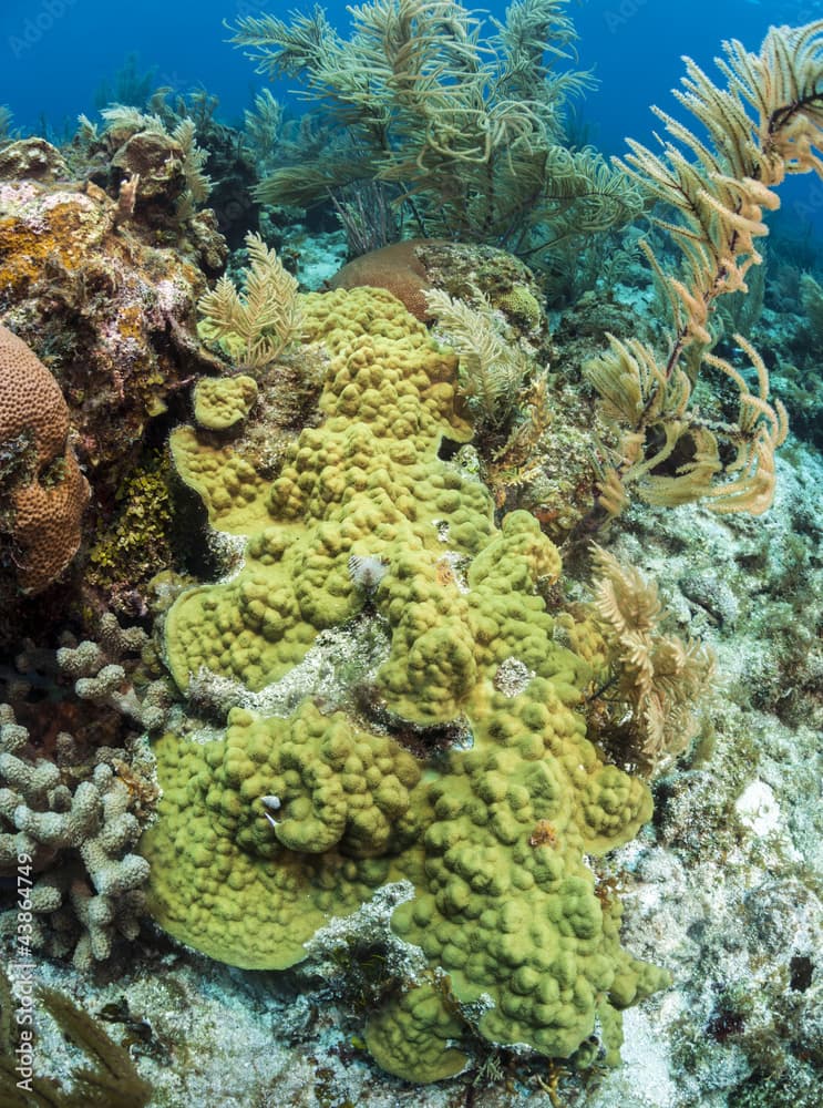 Coral gardens, Roatan Honduras