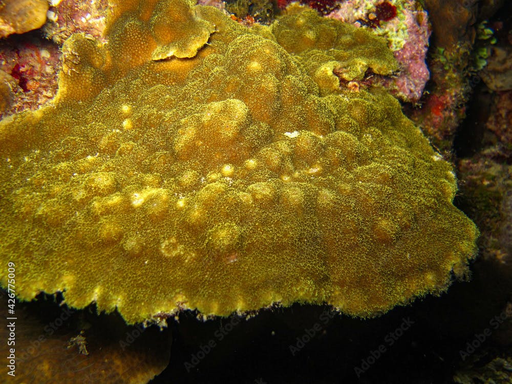 Coral Porites astreoides in the Rosario Islands National Natural Park