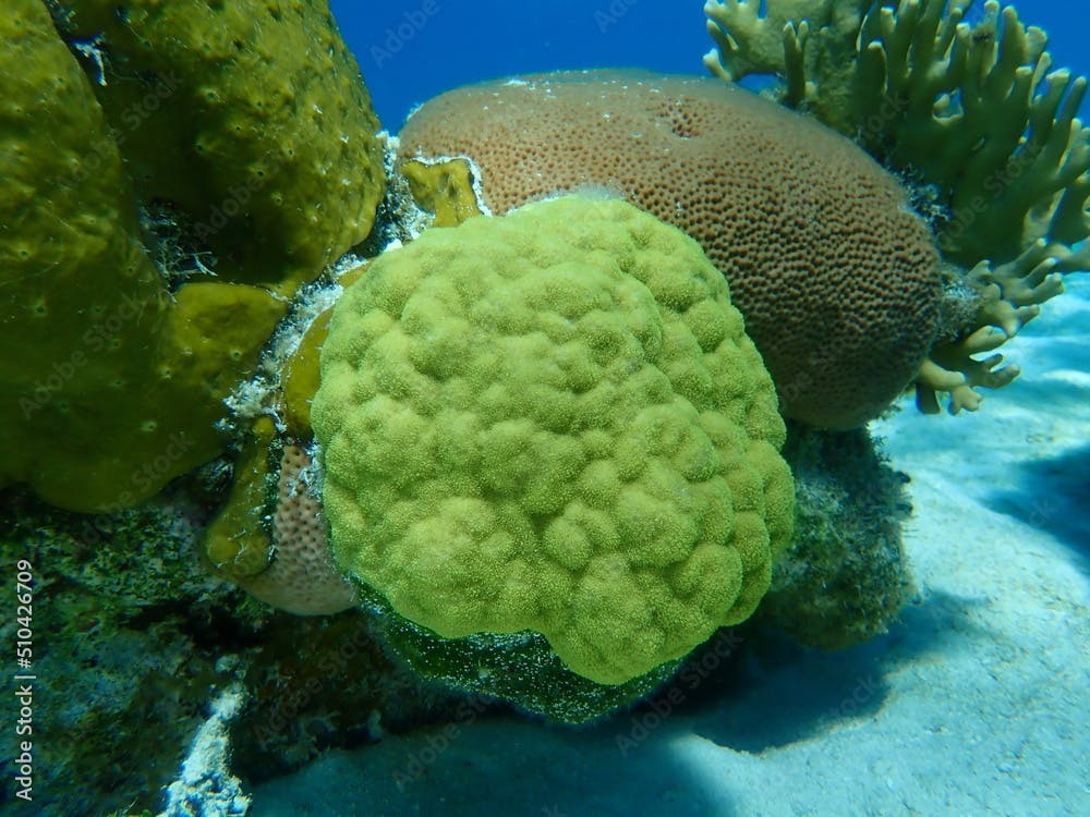 Yellow porous coral or yellow porites, mustard hill coral (Porites astreoides) undersea, Caribbean Sea, Cuba, Playa Cueva de los peces