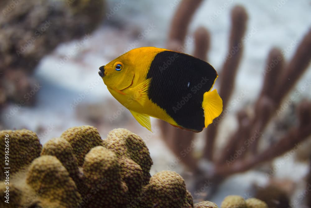 Rock Beauty Angelfish