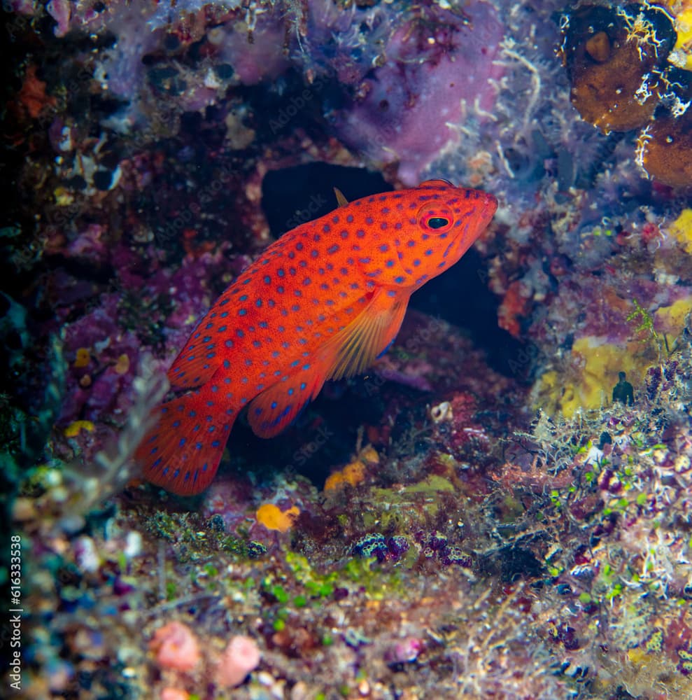 Coral grouper