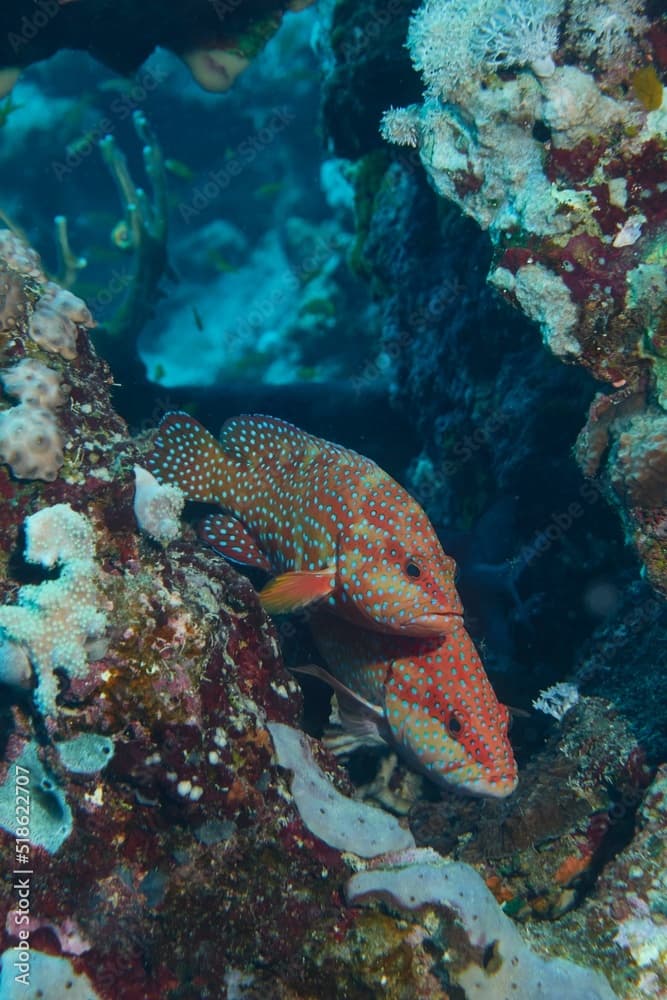 Vertical underwater view of the Coral grouper fishes hiding in the aquatic plants