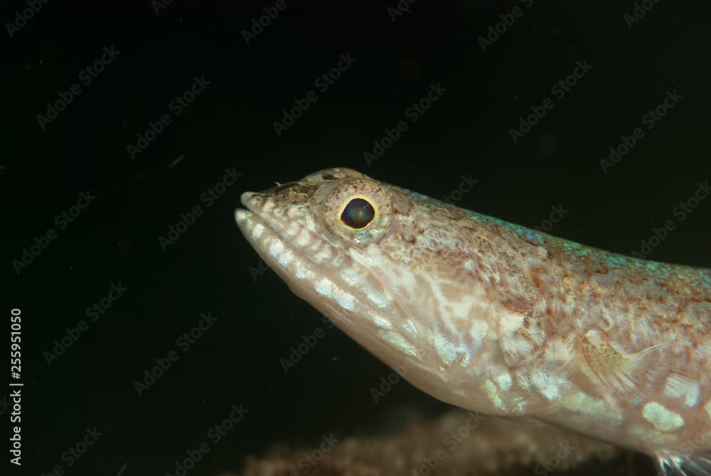 Reef lizardfish Synodus variegatus
