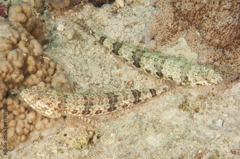 Pair of variegated lizardfish on a reef