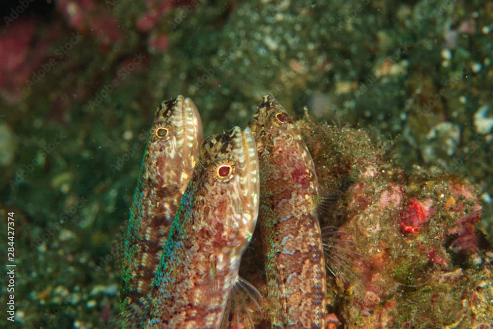 Lizardfish (Synodus variegatus) Milne Bay, Papua New Guinea