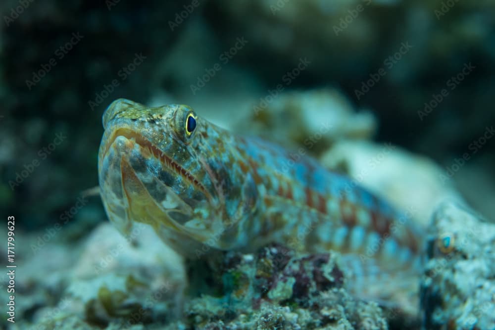 Lizardfish close up