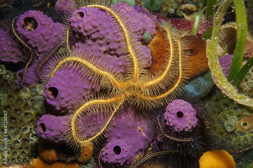 Underwater creature a brittle star over sponge