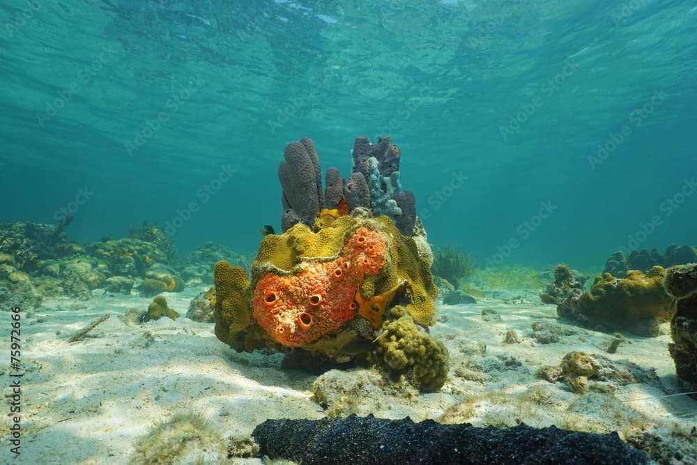 Colorful life under sea with sponges and corals