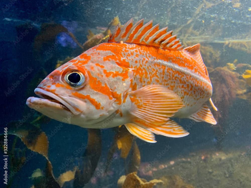 Rock cod · Epinephelus undulosus · Reeflings Library