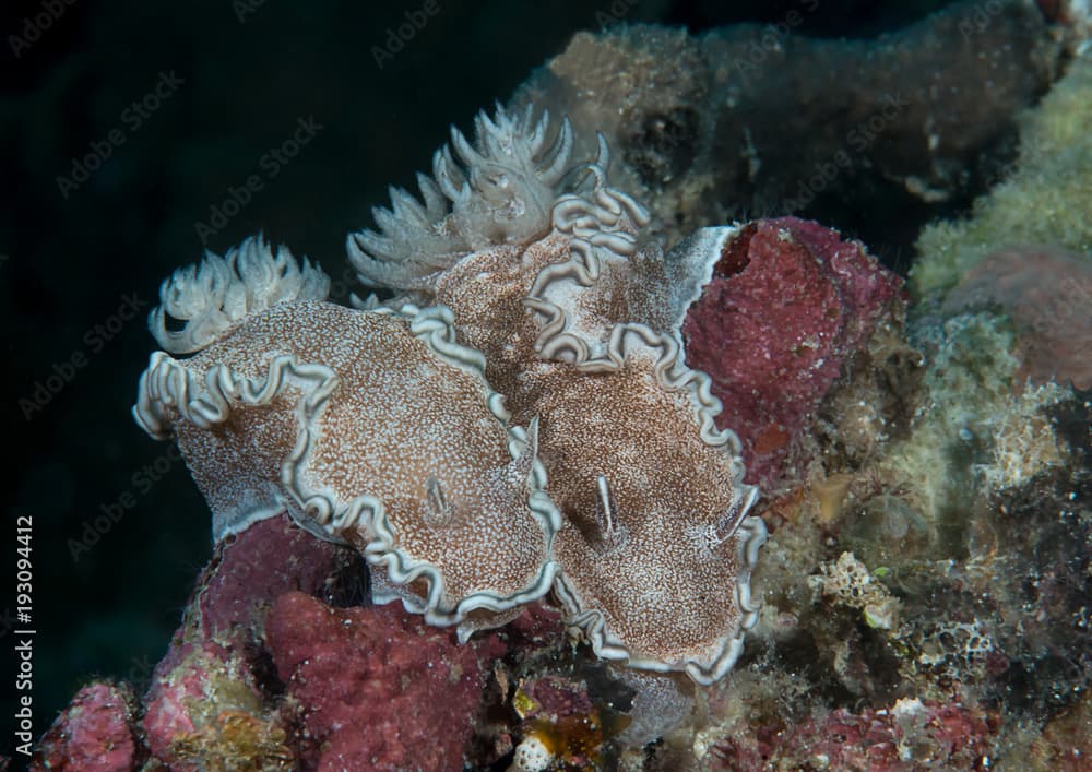 Nudibranch glossodoris ( Glossodoris hikuerensis ) crawling on coral reef of Bali, Indonesia