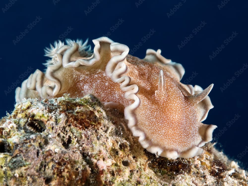 Nudibranch Glossodoris hikuerensis