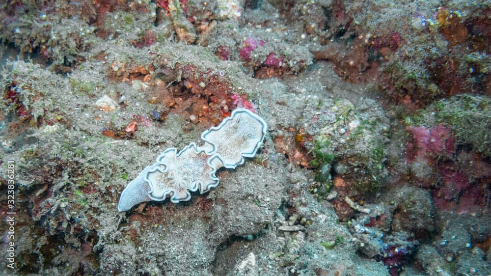 White Nudibranch Photographed off Bali