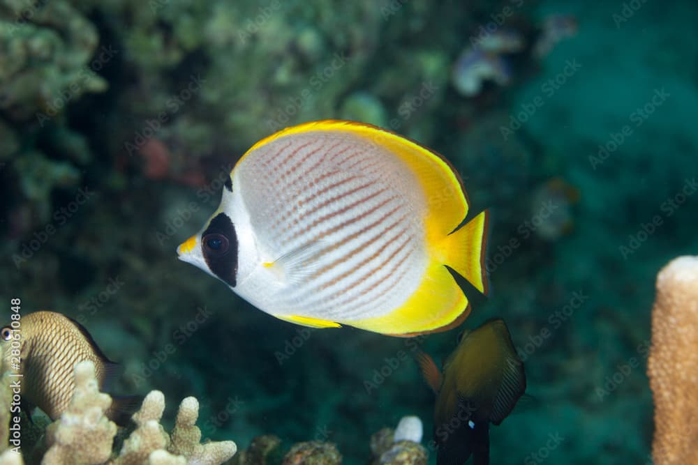 Philippine butterflyfish, Chaetodon adiergastos