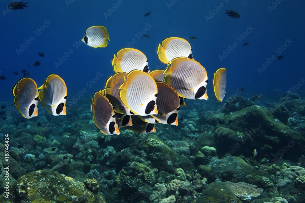 Butterflyfish