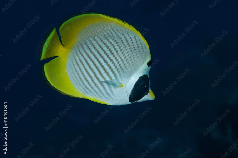 Panda butterflyfish (chaetodon adiergastos) in Layang Layang, Malaysia