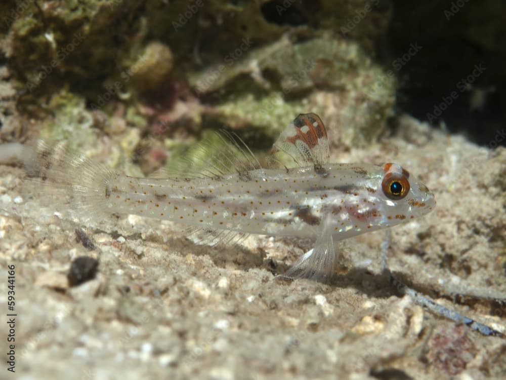 Signalfin goby