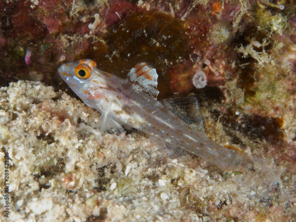 Signalfin goby