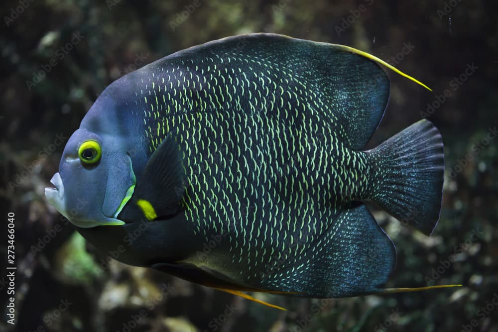 French angelfish (Pomacanthus paru).