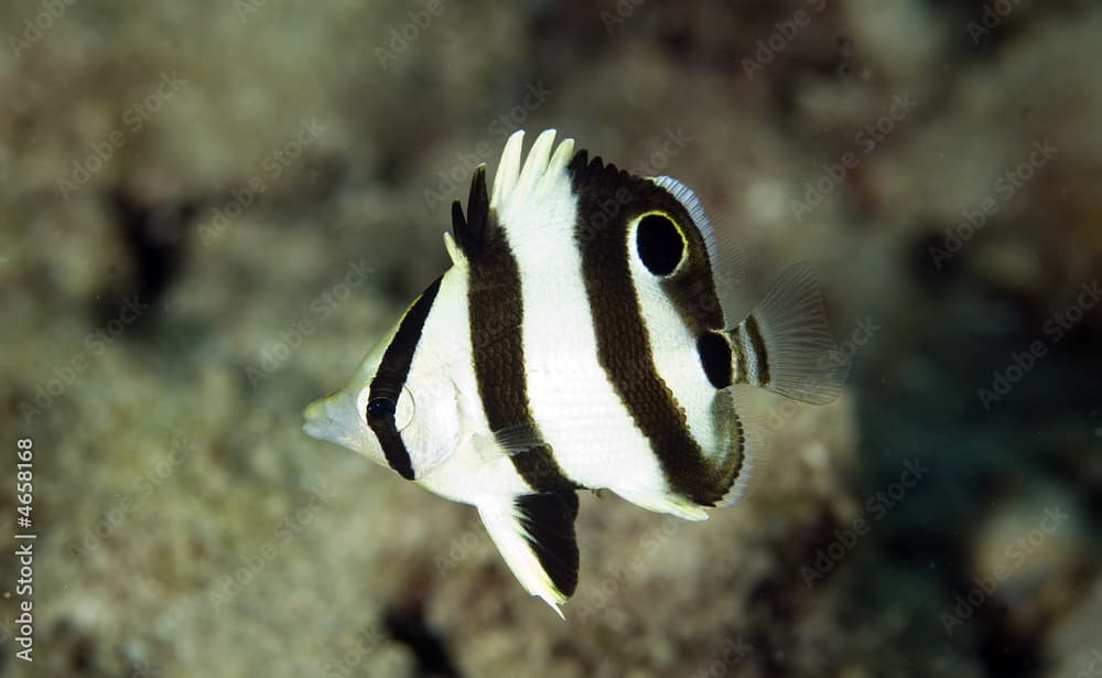 Juvenile Banded Butterflyfish, Chaetodon striatus