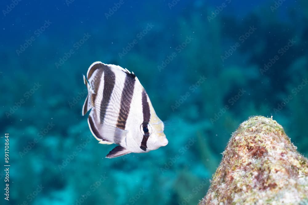 Banded butterflyfish in Mesoamerican reef