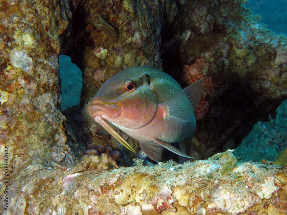 Closeup of a Longbarbel goatfish Parupeneus macronemus