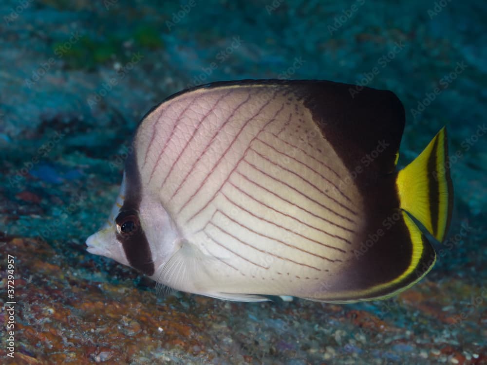 indian vagabond butterflyfish