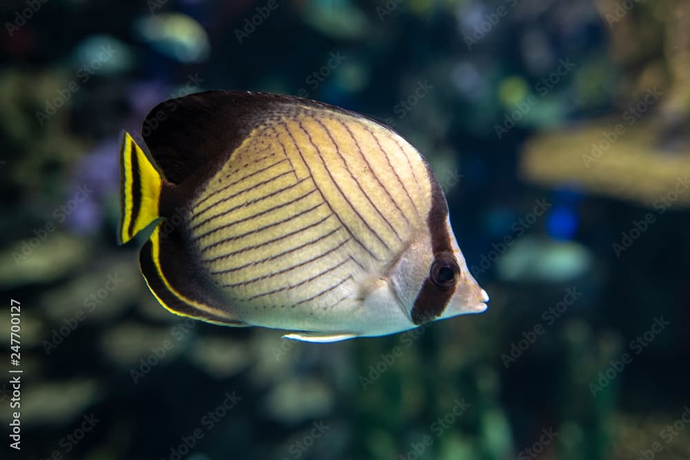 Vagabond butterflyfish (Chaetodon vagabundus) - coral fish