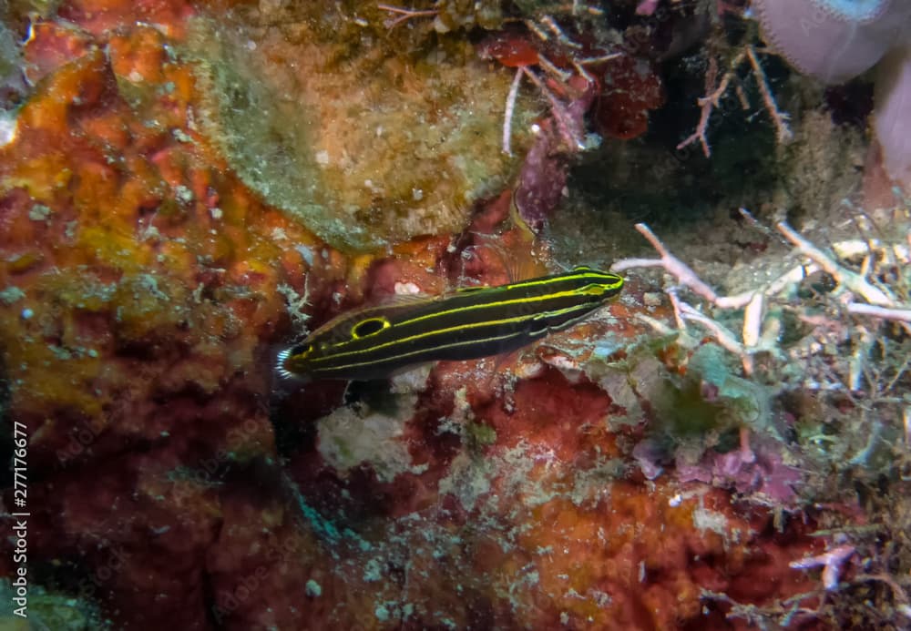 A Hector's Goby (Koumansetta hectori)