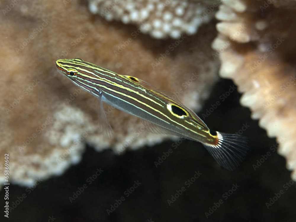 Hector`s goby