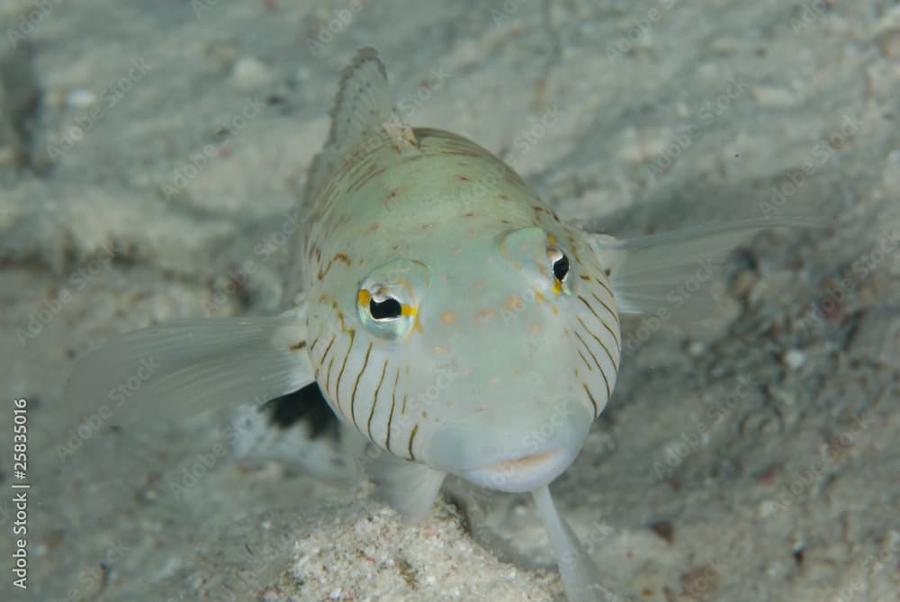 Hectors goby