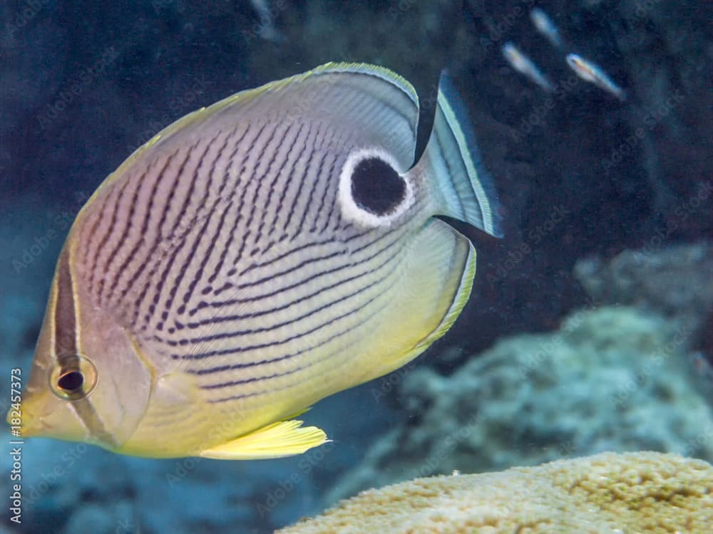 foureye butterflyfish ,Chaetodon capistratus