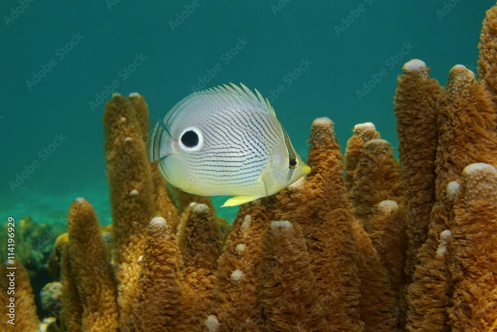 Tropical fish, a foureye butterflyfish, Chaetodon capistratus, underwater in the Caribbean sea