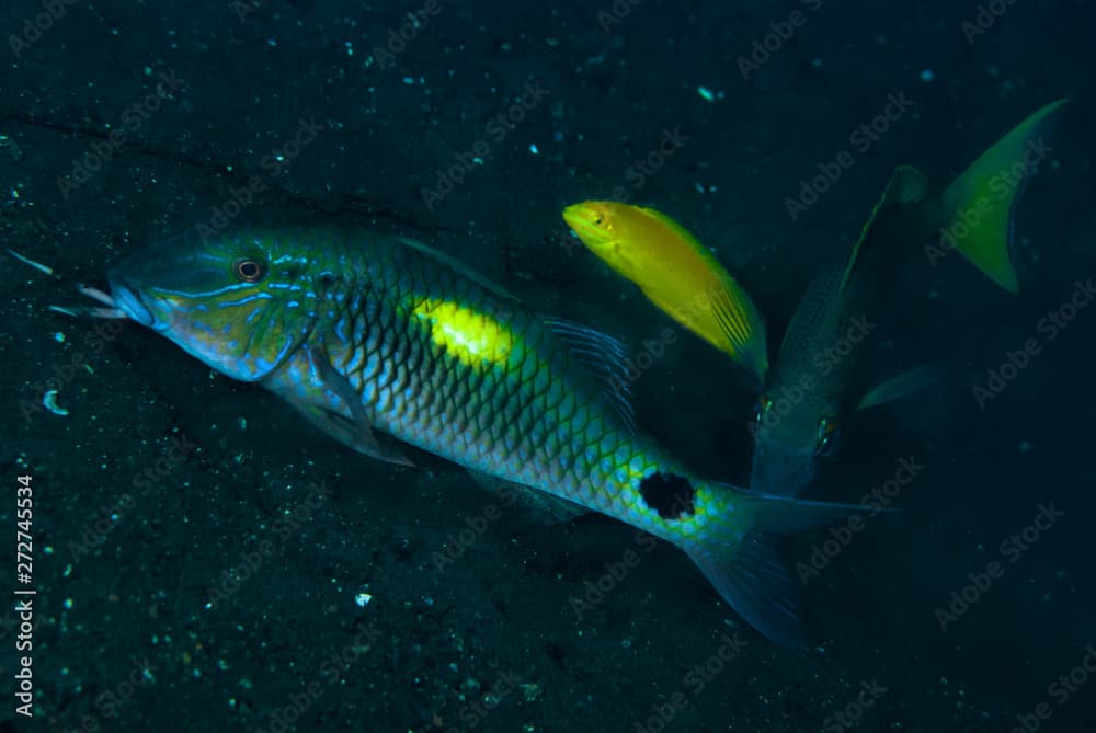 Yellow-spot Goatfish Parupeneus indicus