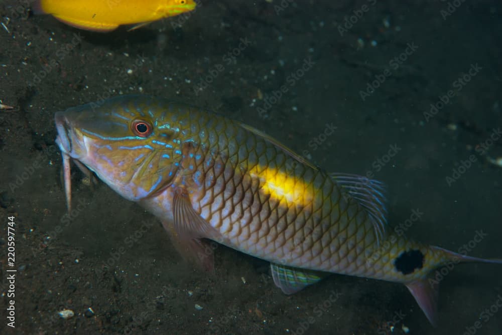 Yellow-Spot Goatfish Parupeneus indicus