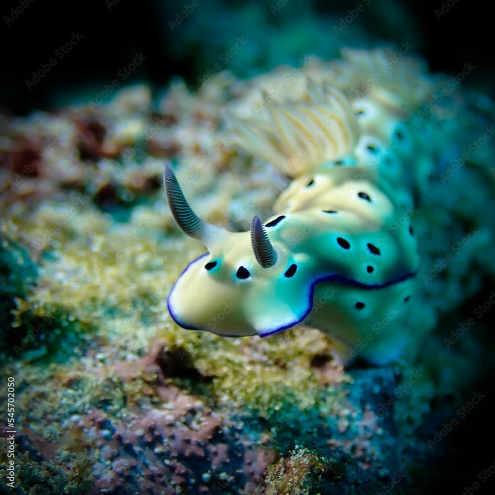 Closeup shot of a marine gastropod called Hypselodoris tryoni against the corals