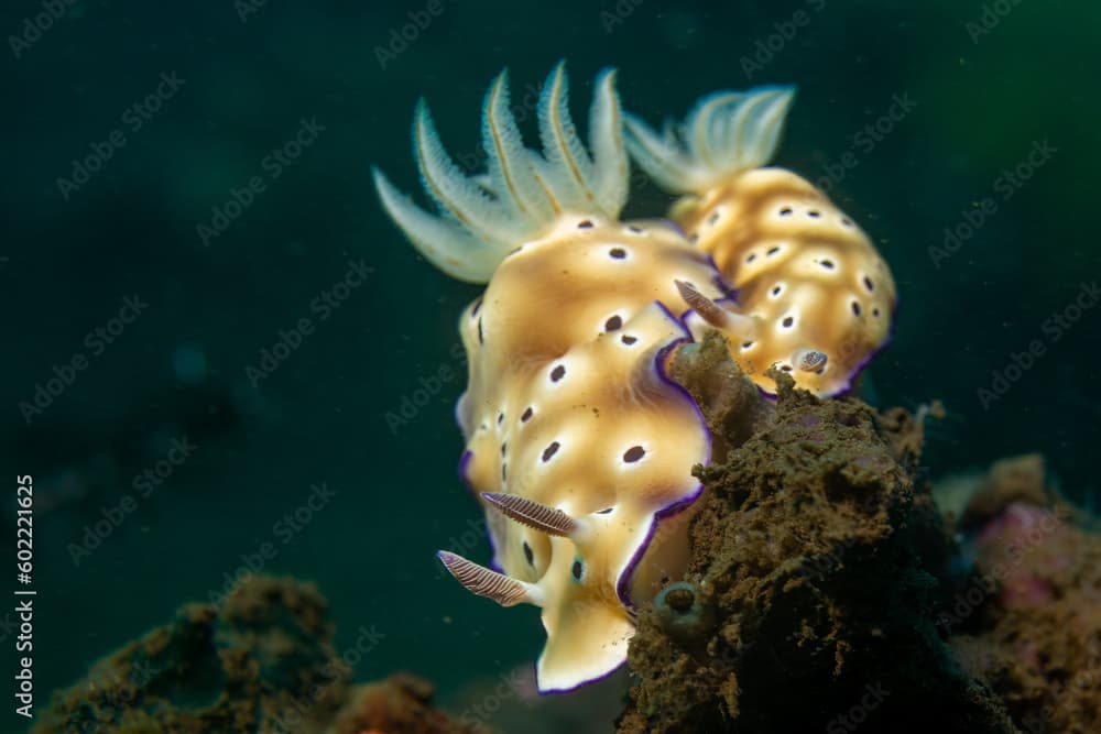 Hypselodoris tryoni Komodo Nationalpark Indonesia