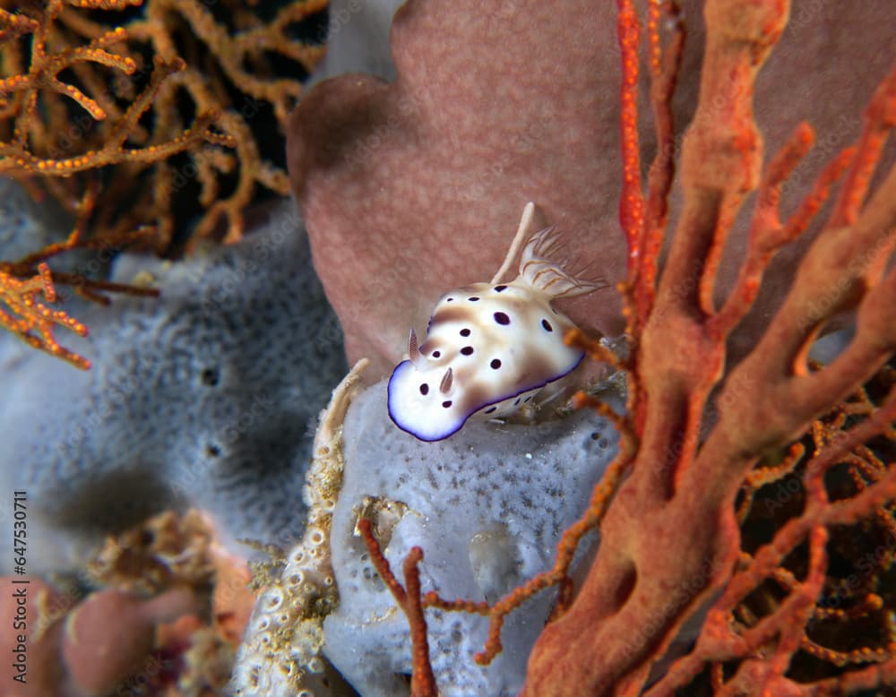 A Hypselodoris tryoni nudibranch on soft corals Boracay Island Philippines