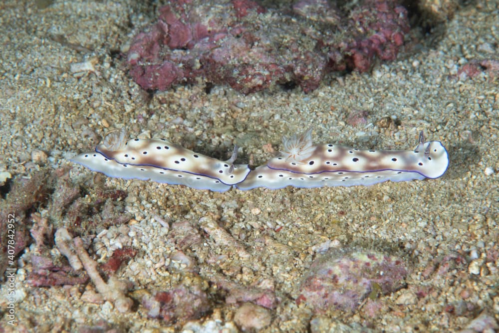 Hypselodoris tryoni Nudibranch Pair trailing