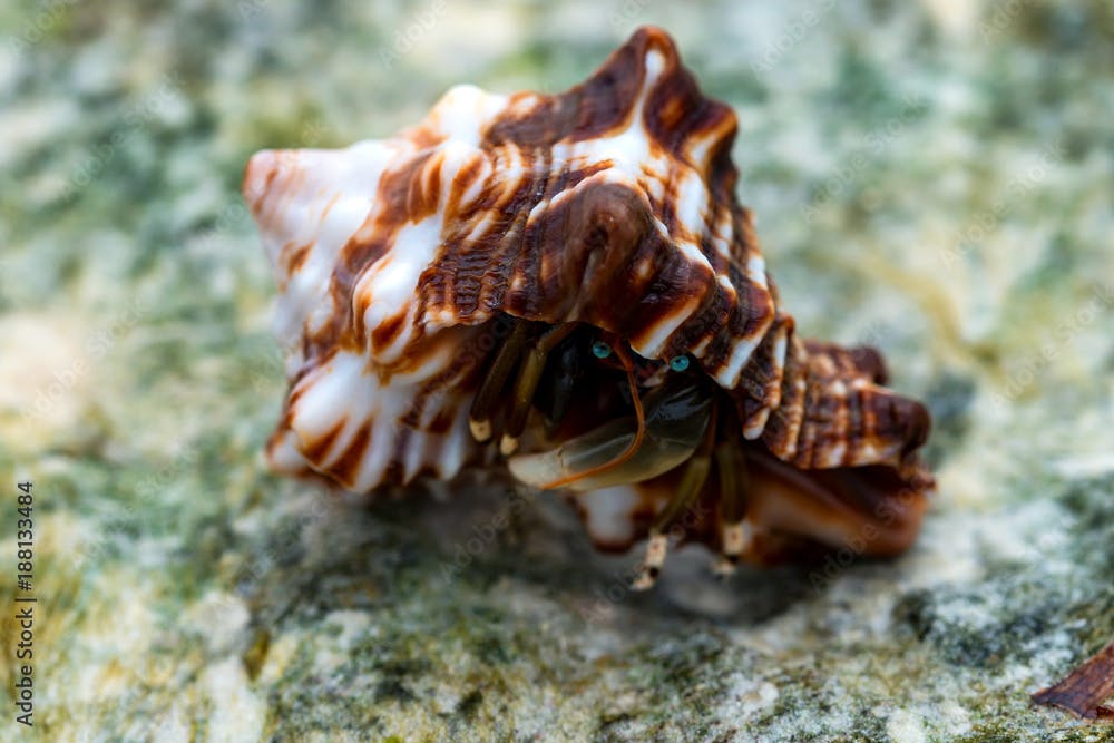 Close-up of hermit crab Calcinus laevimanus
