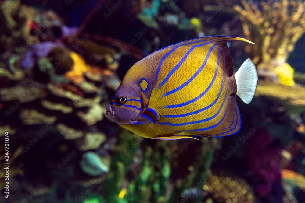 Annularis Angelfish (Pomacanthus annularis) , coral fish,