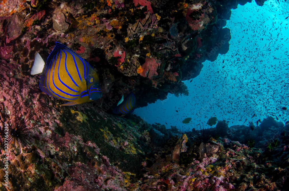 Blue ring angelfish, Pomacanthus annularis in tropical coral reef 