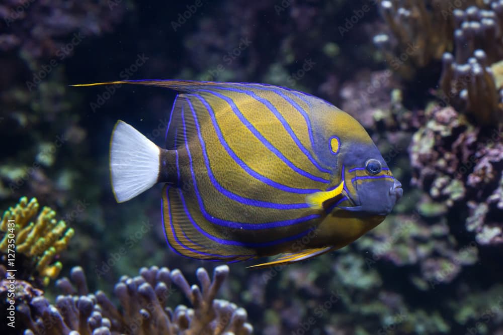 Blue ring angelfish (Pomacanthus annularis).